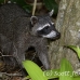 racoon_map_h_0126_cos1856.jpg